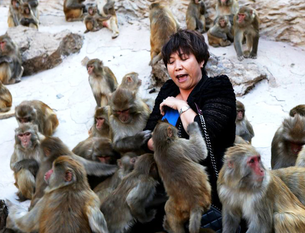 Monkeys grabbing a handful of breasts