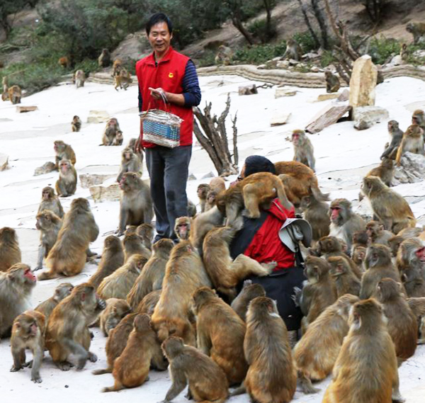 Monkeys grabbing a handful of breasts