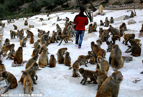 Monkeys grabbing a handful of breasts