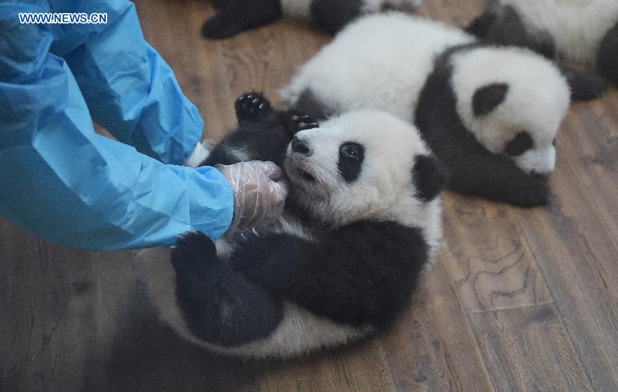 12 twin panda cubs meet public in SW China