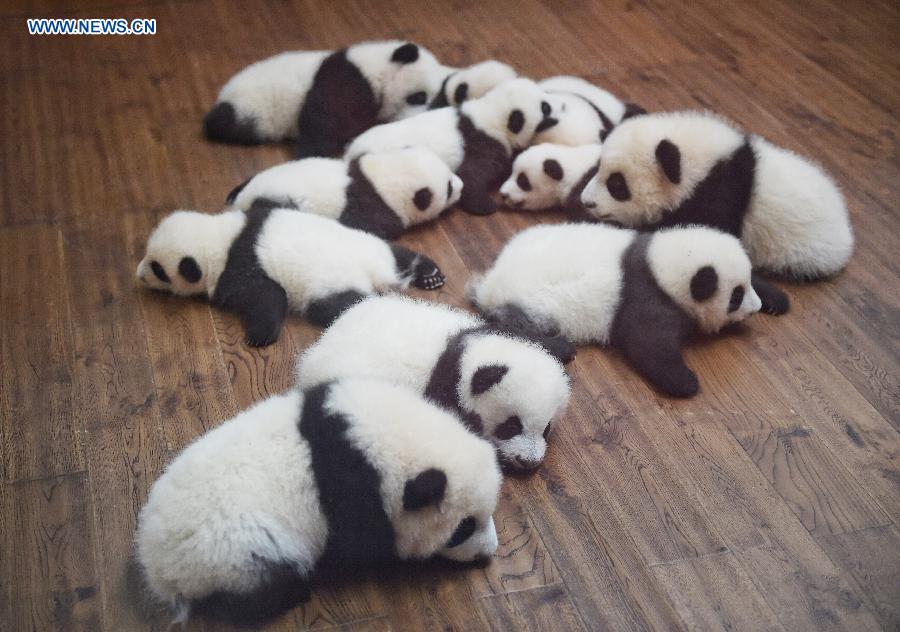 12 twin panda cubs meet public in SW China