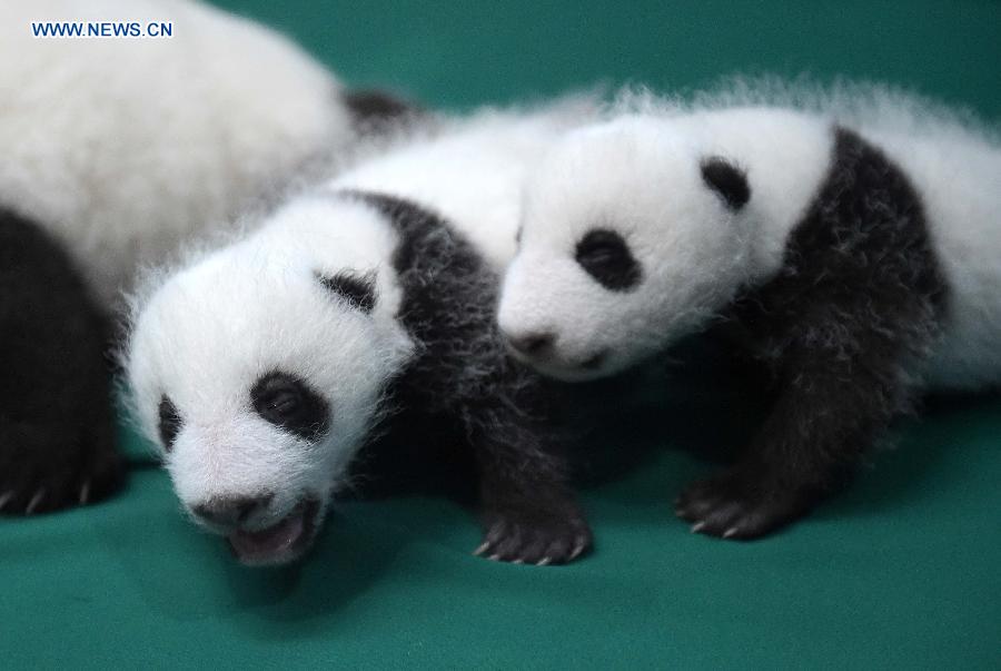 12 twin panda cubs meet public in SW China