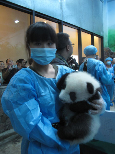 43 panda cubs born this year