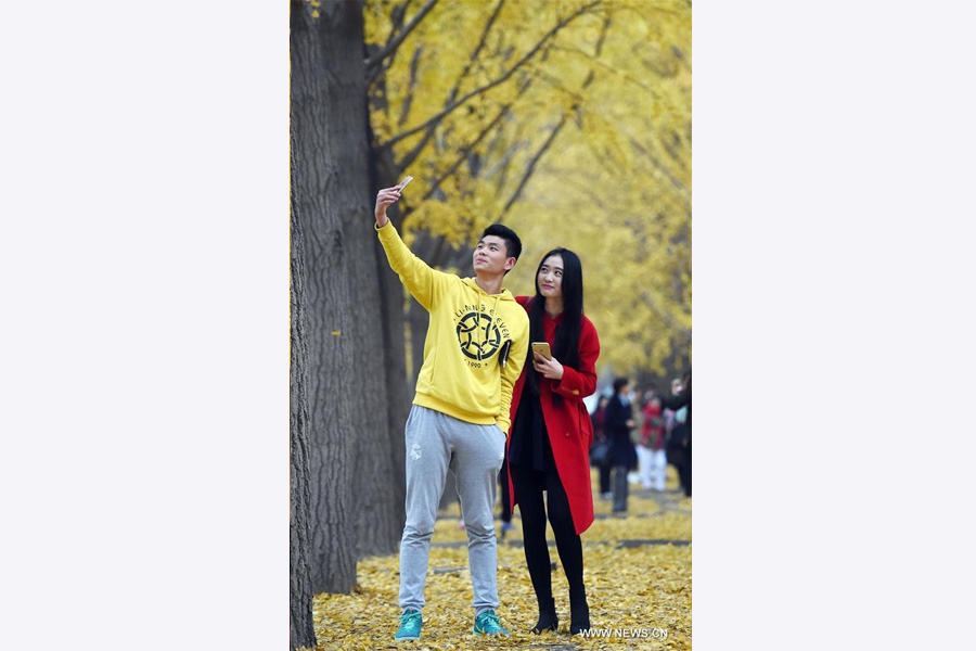 Ginkgo trees shed their leaves to welcome new season