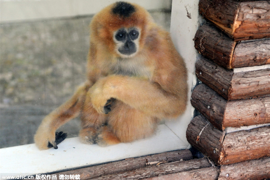 Animals at Chinese zoos get help in tackling cold