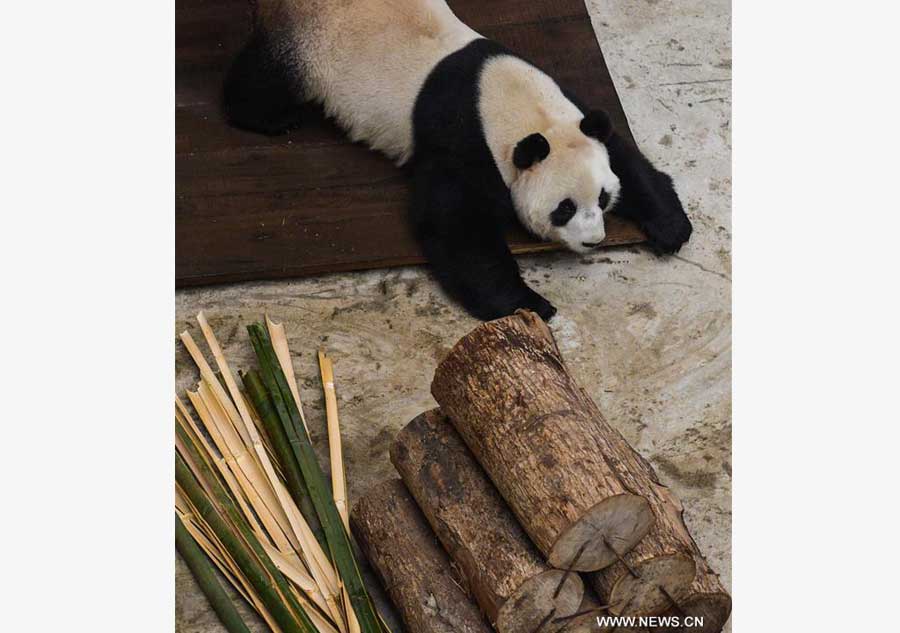 Giant pandas brave the cold by settling in freezing north