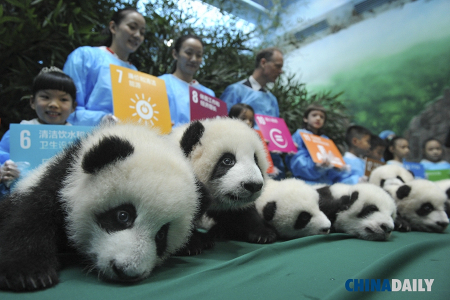 China Daily Pictures of the year 2015: Triumphs, tragedies & life's little moments