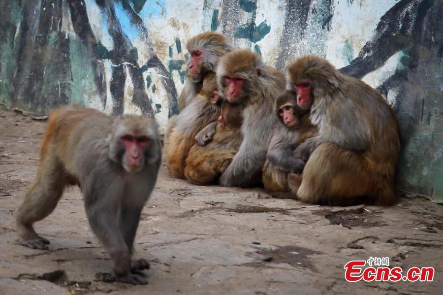 Monkeys huddle to stay warm in cold