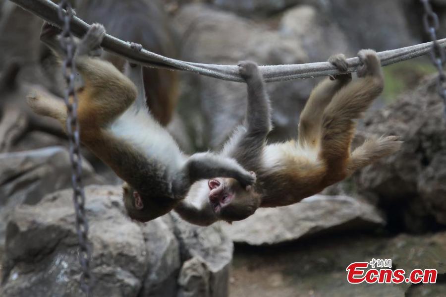 Monkeys huddle to stay warm in cold