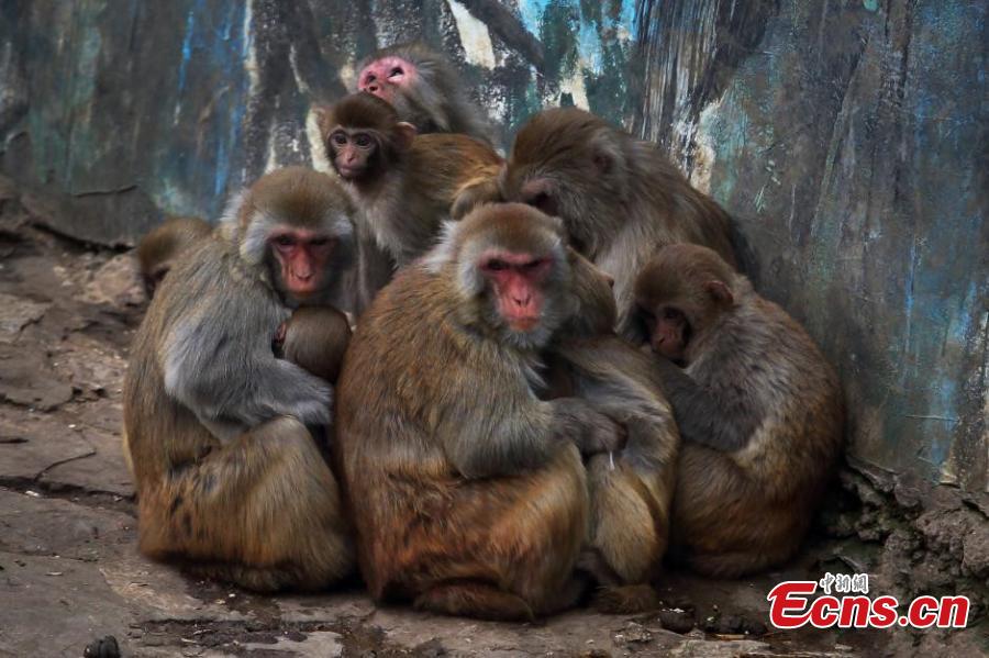 Monkeys huddle to stay warm in cold
