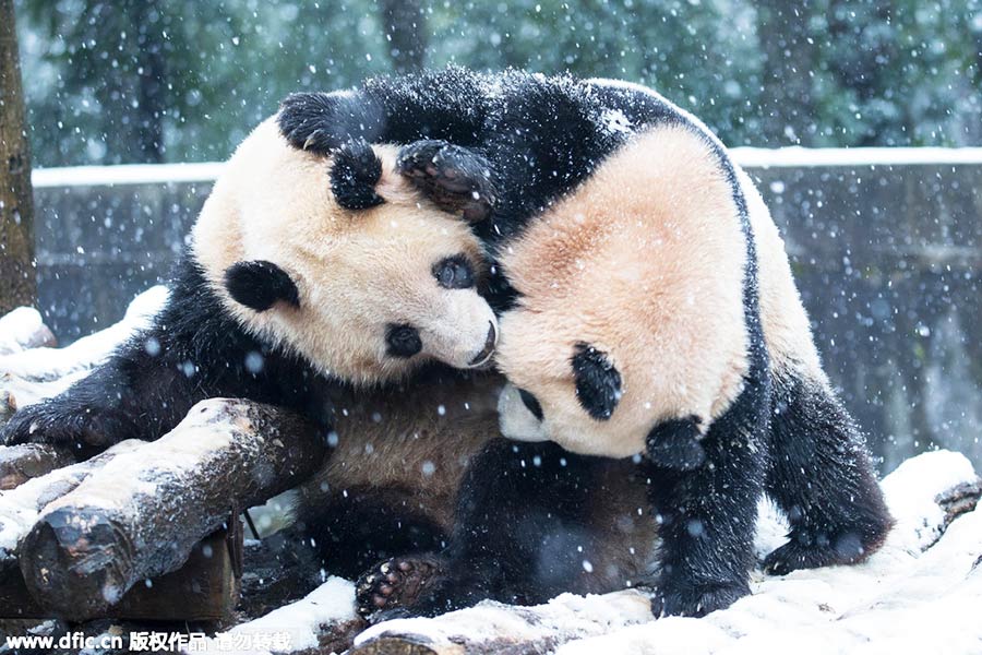 Pandas roll and tumble as they enjoy the first now in Hangzhou