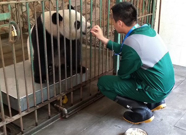 The odd but interesting life of a panda breeder