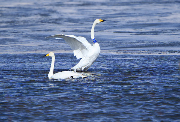 Survey: Habitat loss top threat to wildlife