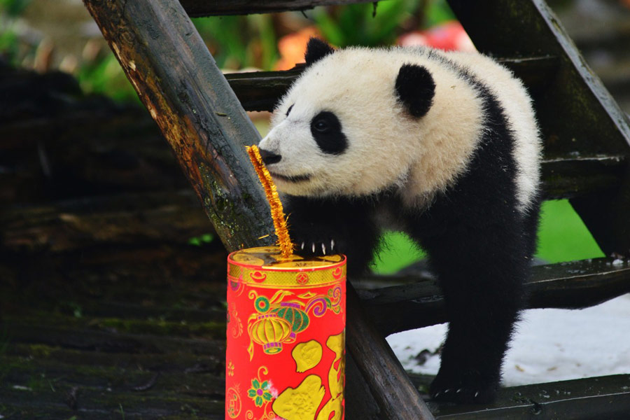 Pandas born in 2015 celebrate Spring Festival