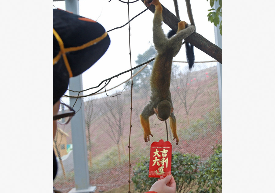 Monkeys scramble for red envelope at Chongqing zoo