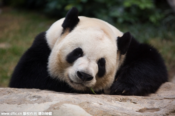 Pandas' first Spring Festival in Macao's park