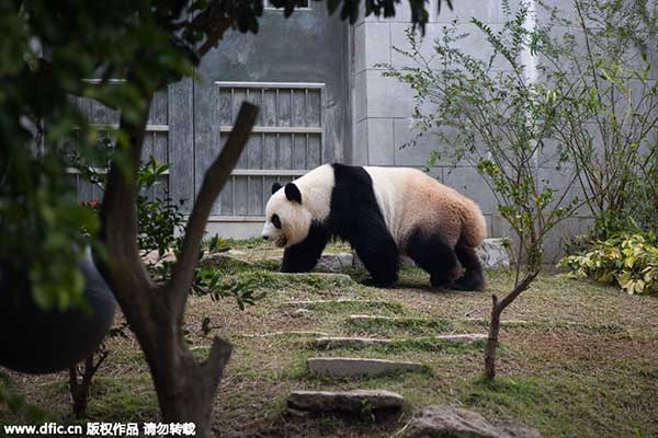 Pandas' first Spring Festival in Macao's park