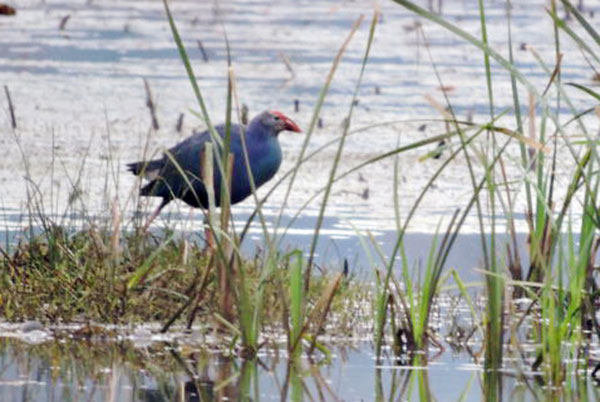 Purple swamphens found in SW China