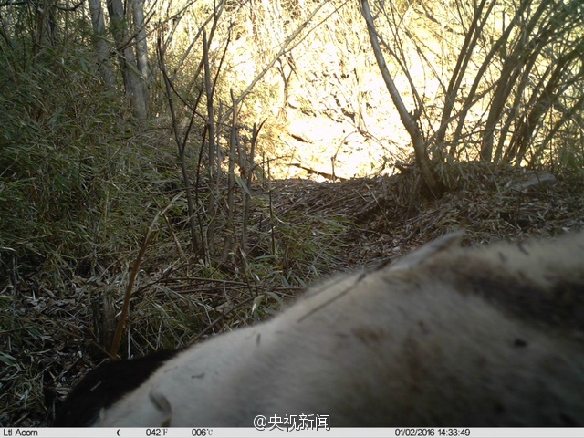 Wild panda spotted in NW China