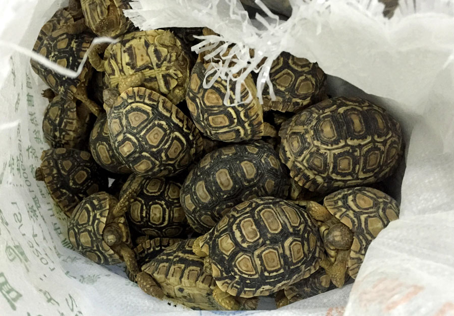 80 live tortoises confiscated at customs