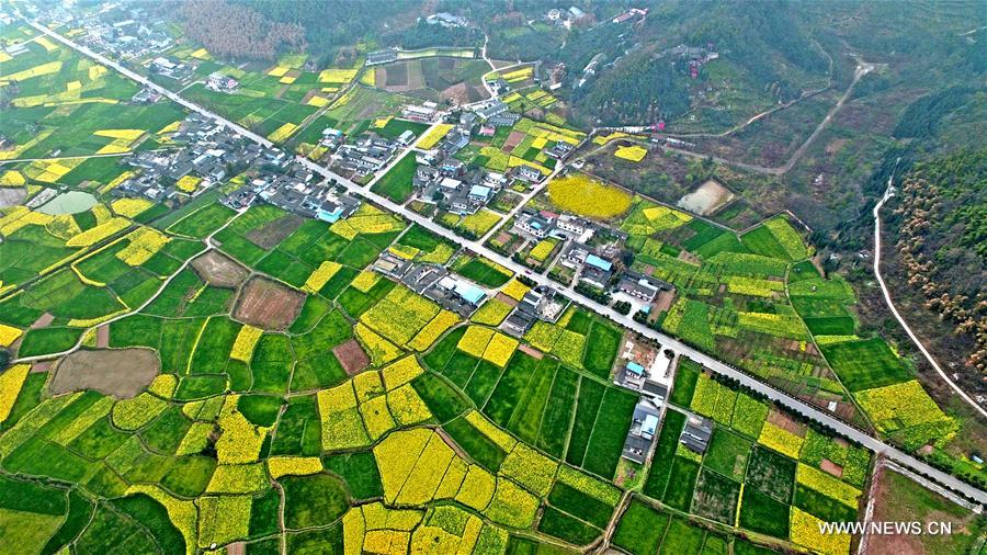 Aerial view of rape lands in SW China