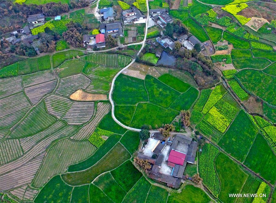 Aerial view of rape lands in SW China