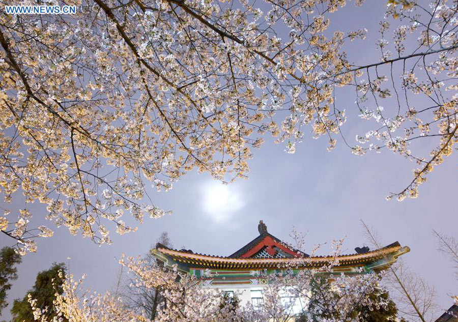 Cherry blossom seen in East China