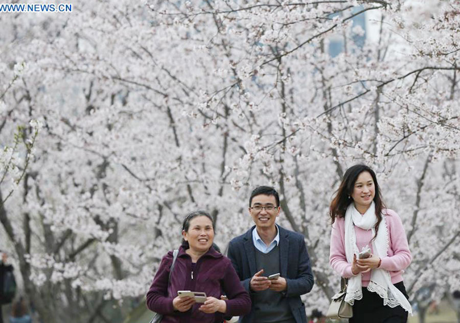 Cherry blossom seen in East China
