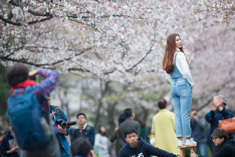 Chasing Spring blossoms in China