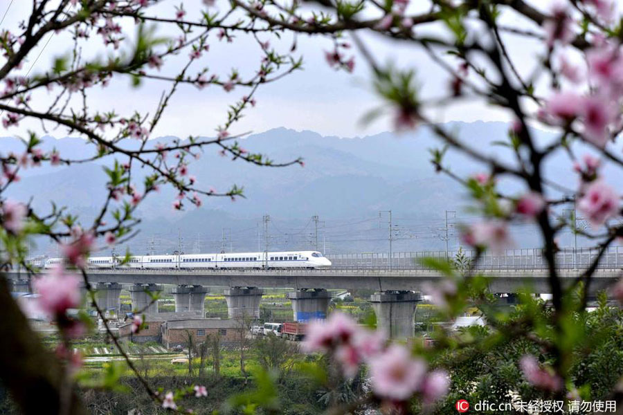 Train rides through blossoms