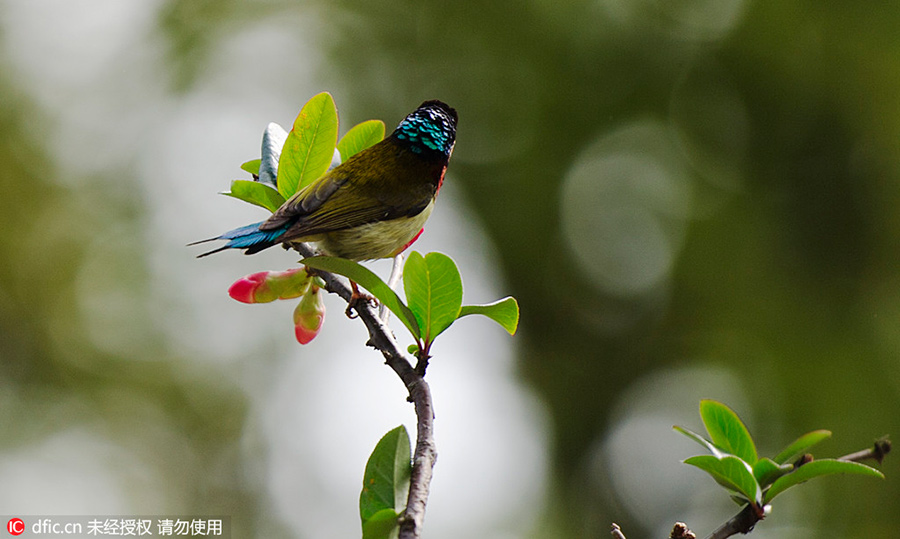 Discover beautiful China in spring blossom (II)