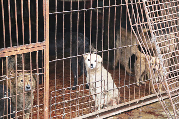 Campaigners renew calls to ban Yulin dog meat festival