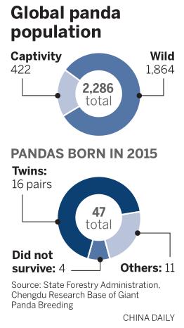 Internet users hoping to catch glimpse of mating pandas