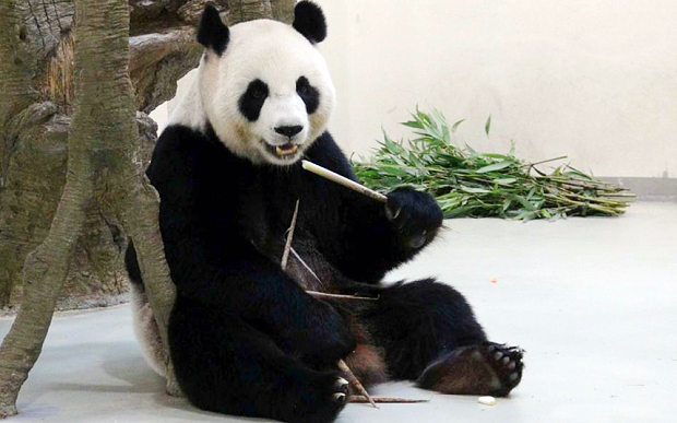 Internet users hoping to catch glimpse of mating pandas