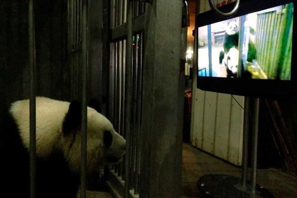 Internet users hoping to catch glimpse of mating pandas