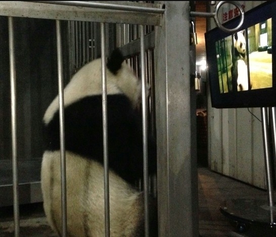 Internet users hoping to catch glimpse of mating pandas