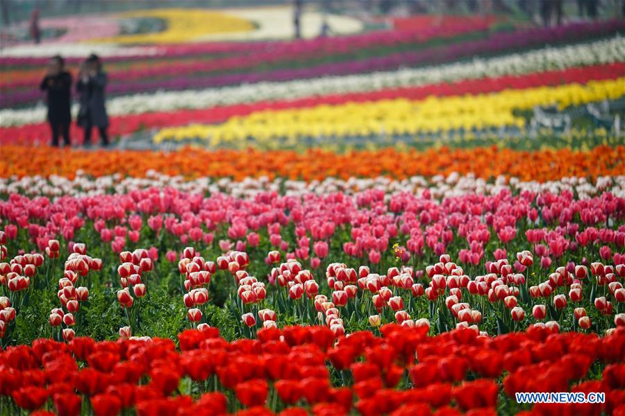 Sea of tulips on show in E China