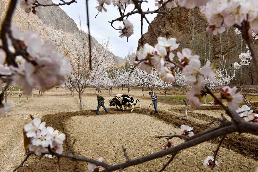 Sea of apricot flowers draws tourists to Pamir Plateau