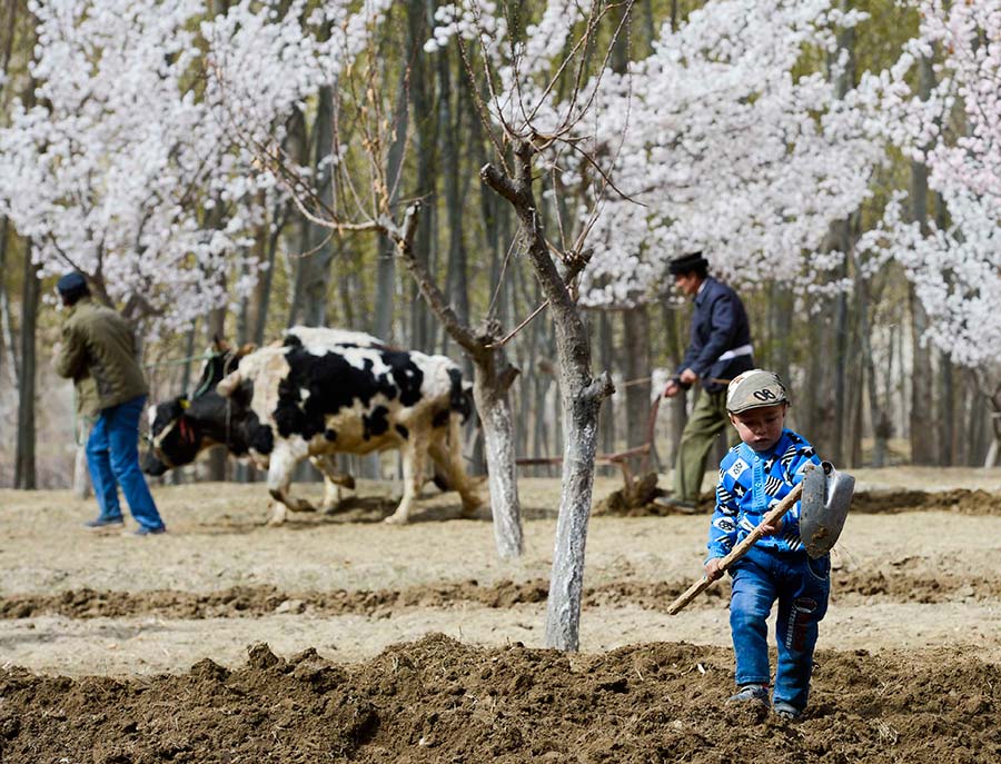 Sea of apricot flowers draws tourists to Pamir Plateau