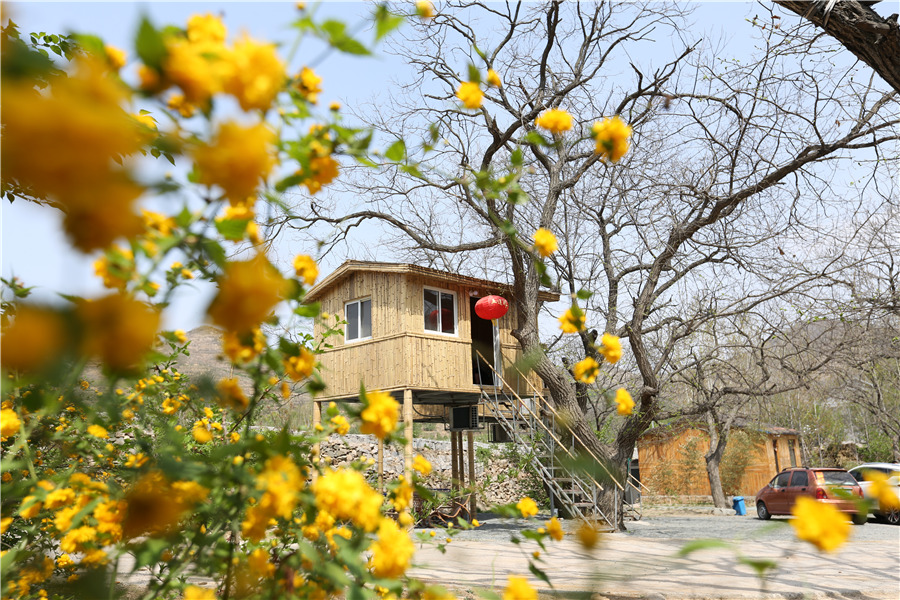 Dine in a tree: Shandong's ecotourism attraction