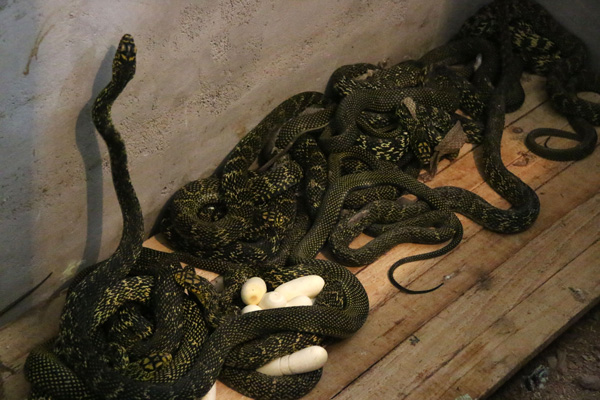 Breeder raises venomous snakes for market