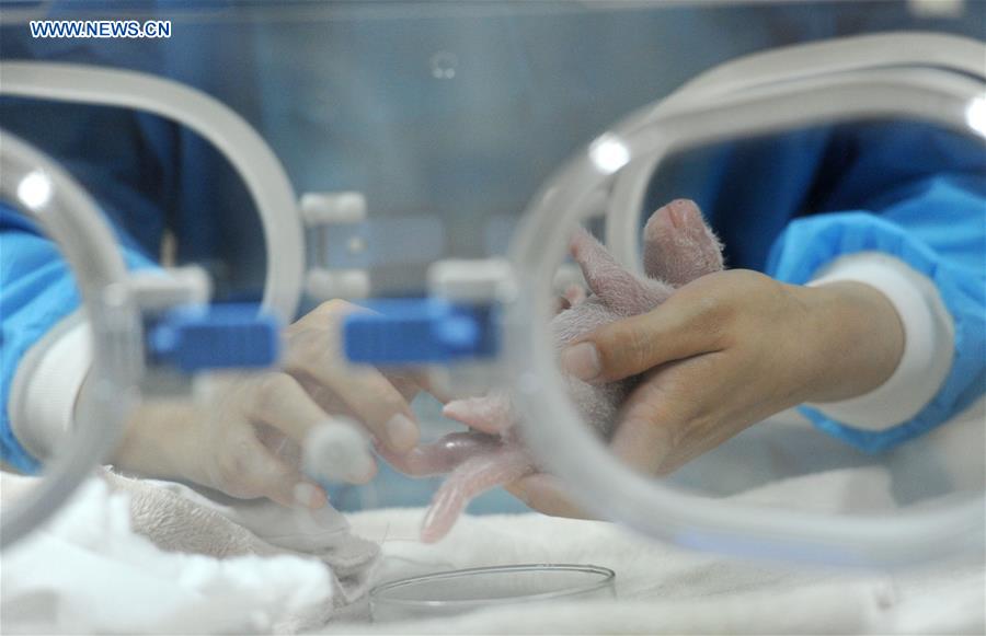 Year's first giant panda cub born in Southwest China's Chengdu