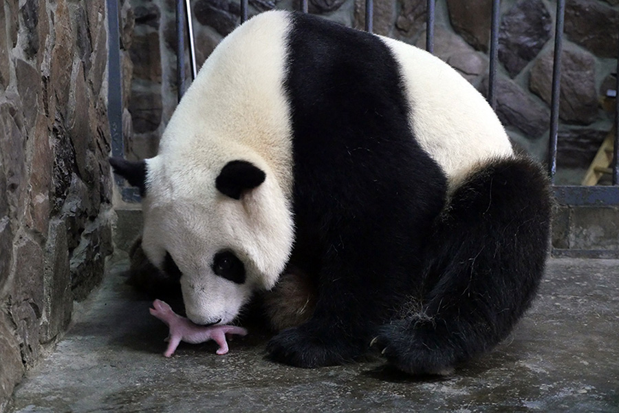 Year's first giant panda cub born in Southwest China's Chengdu