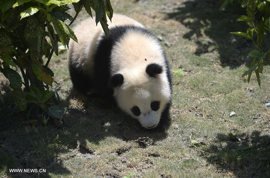 Wolong National Nature Reserve officially operates in Sichuan