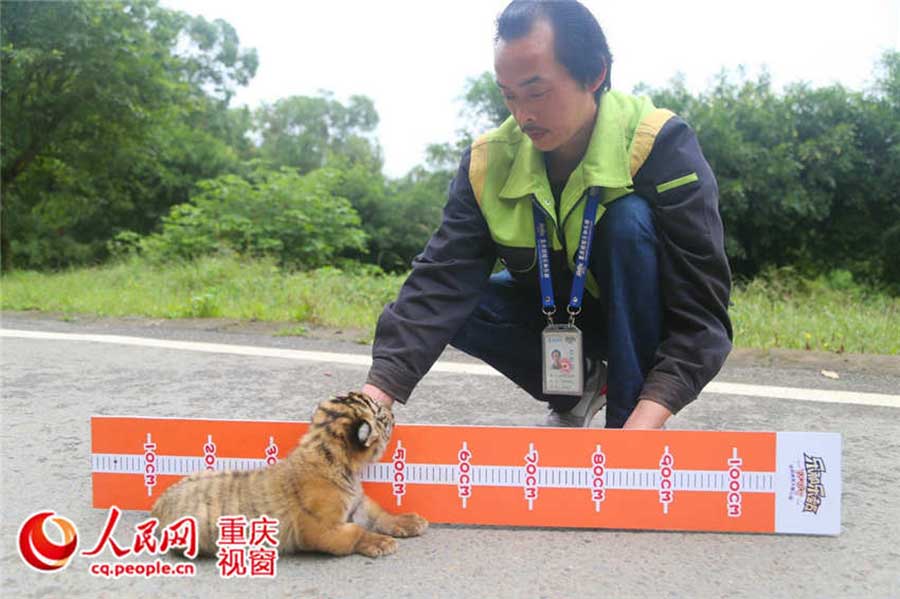 How cute! Have you ever seen measuring height of animals?