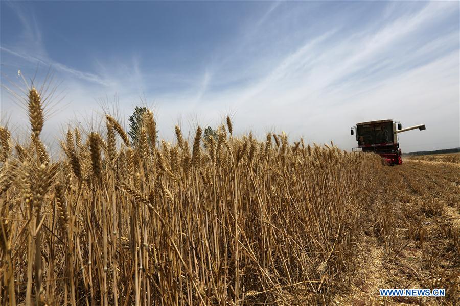 Reapers harvest wheat in Rizhao, China's Shandong