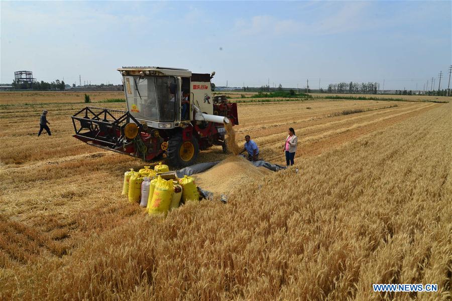 Reapers harvest wheat in Rizhao, China's Shandong