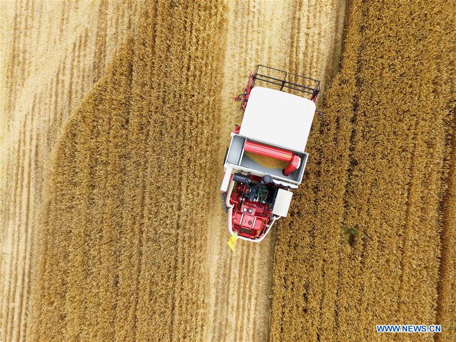 Reapers harvest wheat in Rizhao, China's Shandong