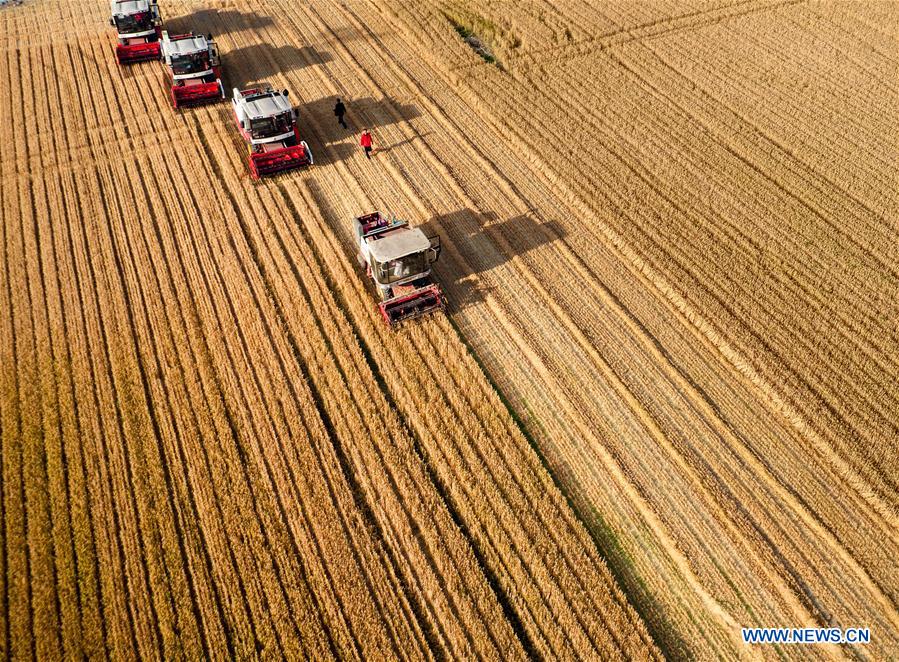 Reapers harvest wheat in Rizhao, China's Shandong