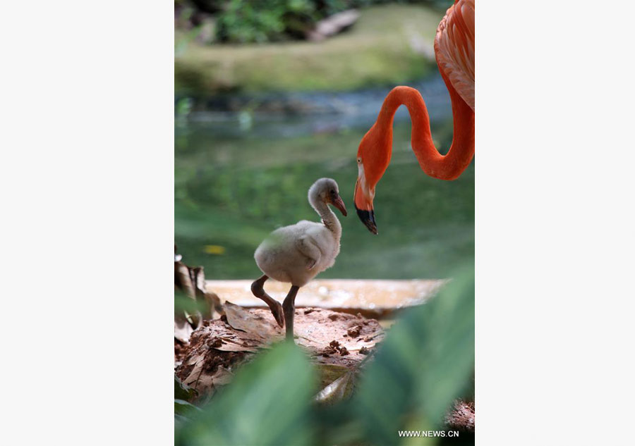 Baby bird of flamingo born at China's Nanning Zoo